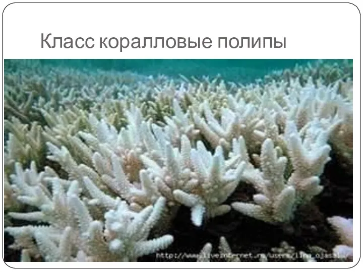 Класс коралловые полипы