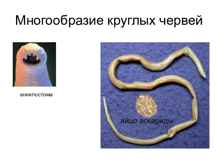 Многообразие круглых червей анкилостома