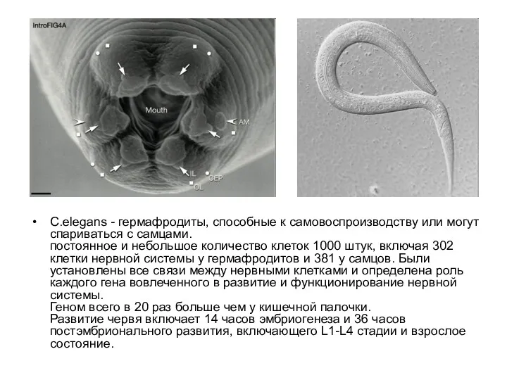 C.elegans - гермафродиты, способные к самовоспроизводству или могут спариваться с самцами. постоянное и