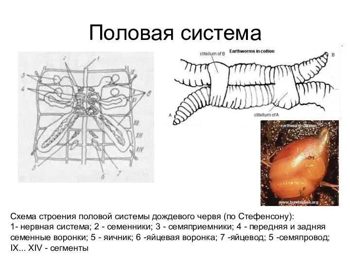 Схема строения половой системы дождевого червя (по Стефенсону): 1- нервная система; 2 -