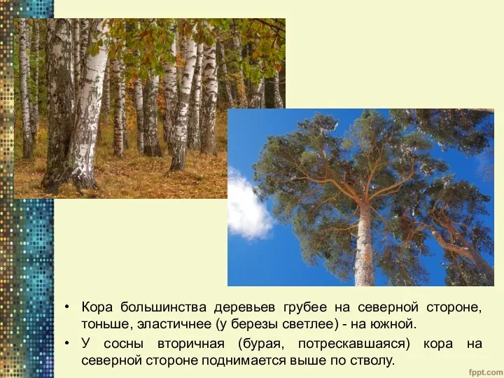 Кора большинства деревьев грубее на северной стороне, тоньше, эластичнее (у
