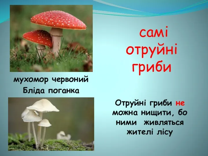 самі отруйні гриби мухомор червоний Бліда поганка Отруйні гриби не можна нищити, бо