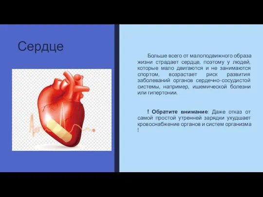 Сердце Больше всего от малоподвижного образа жизни страдает сердце, поэтому