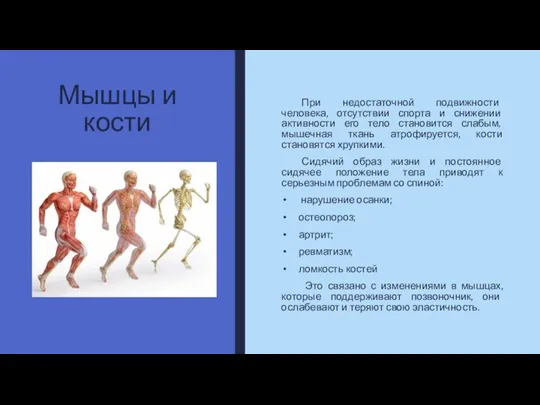 Мышцы и кости При недостаточной подвижности человека, отсутствии спорта и