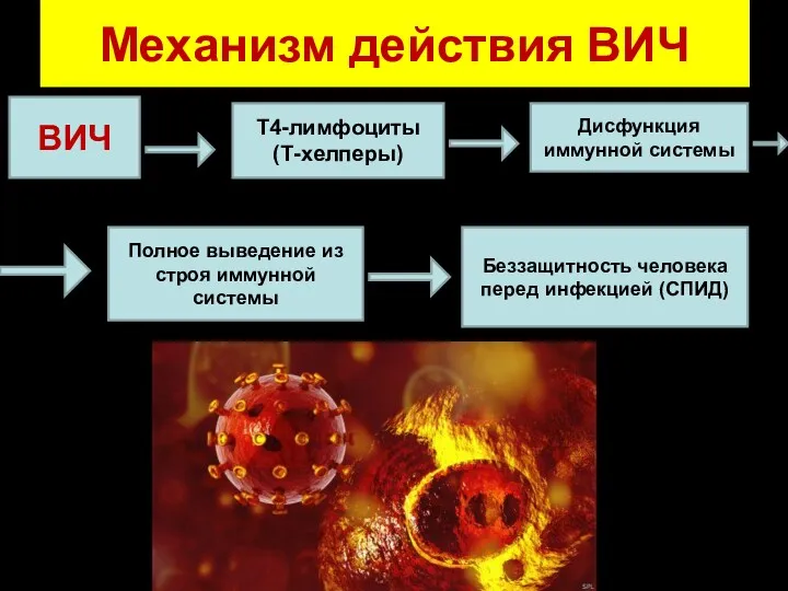 Механизм действия ВИЧ ВИЧ Т4-лимфоциты (Т-хелперы) Дисфункция иммунной системы Полное