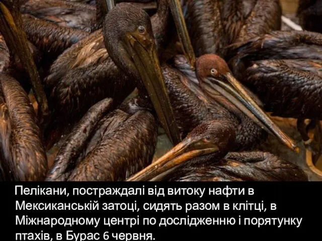 Пелікани, постраждалі від витоку нафти в Мексиканській затоці, сидять разом в клітці, в