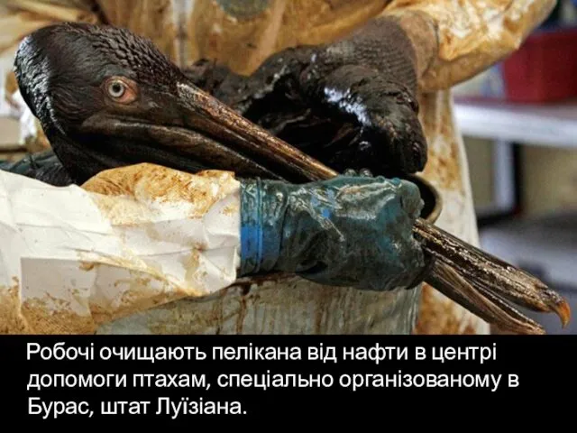 Робочі очищають пелікана від нафти в центрі допомоги птахам, спеціально організованому в Бурас, штат Луїзіана.