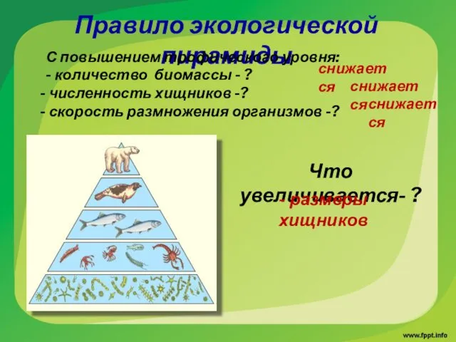 Правило экологической пирамиды С повышением трофического уровня: - количество биомассы