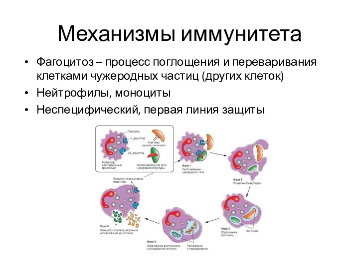 Механизмы иммунитета Фагоцитоз – процесс поглощения и переваривания клетками чужеродных