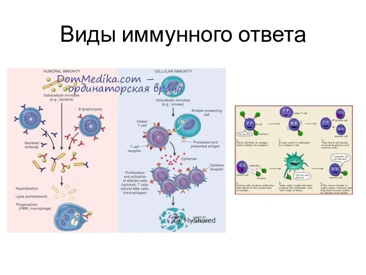 Виды иммунного ответа