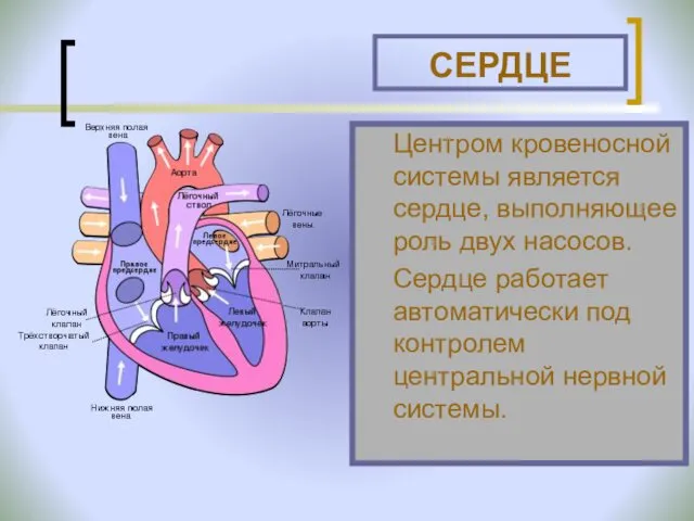 СЕРДЦЕ Центром кровеносной системы является сердце, выполняющее роль двух насосов.