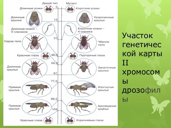 Участок генетической карты II хромосомы дрозофилы