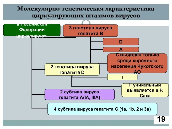 Молекулярно-генетическая характеристика циркулирующих штаммов вирусов