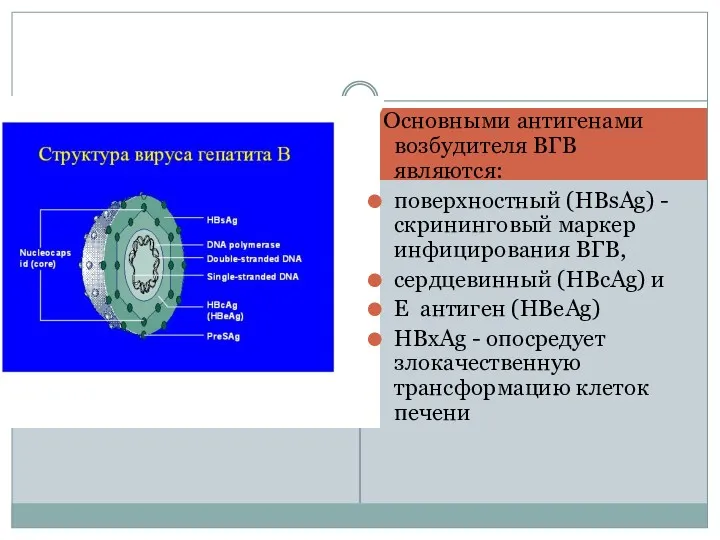 Основными антигенами возбудителя ВГВ являются: поверхностный (HBsAg) - скрининговый маркер