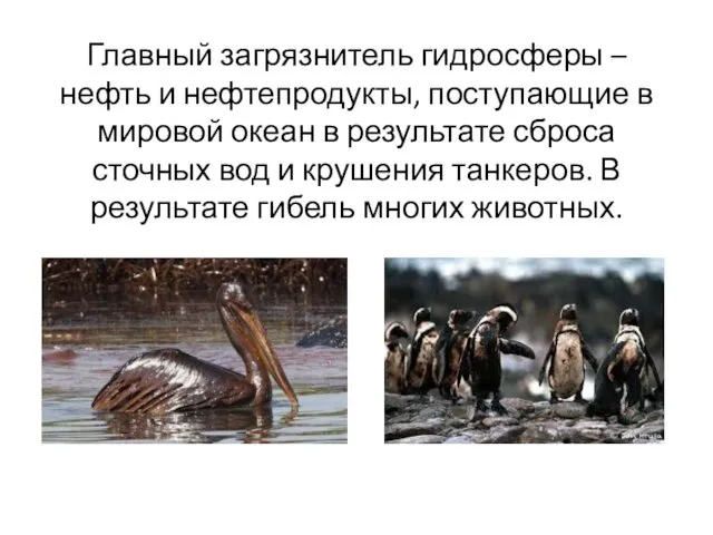 Главный загрязнитель гидросферы – нефть и нефтепродукты, поступающие в мировой