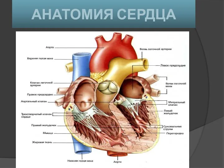 АНАТОМИЯ СЕРДЦА