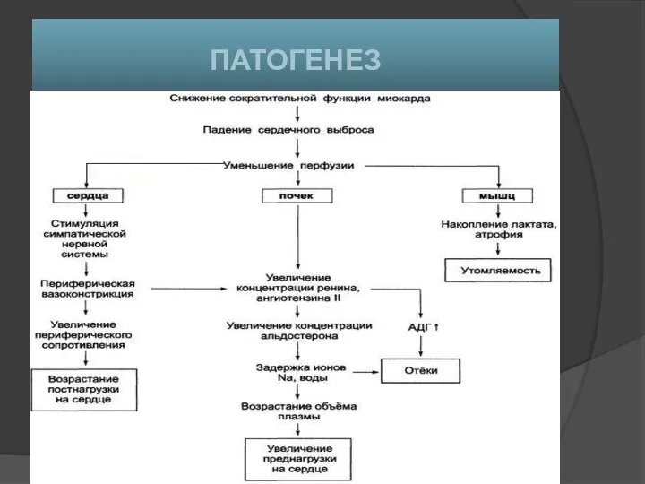 ПАТОГЕНЕЗ
