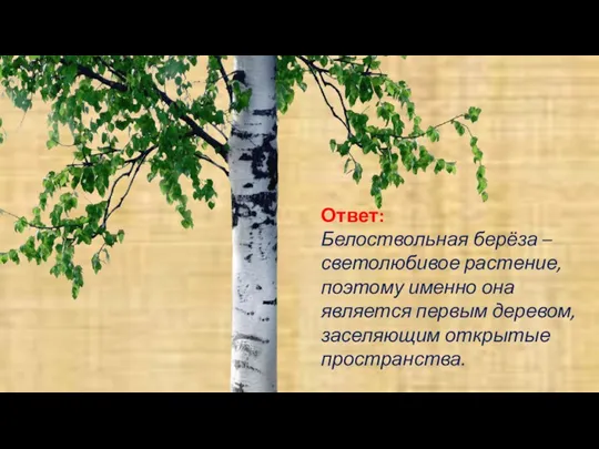 Ответ: Белоствольная берёза – светолюбивое растение, поэтому именно она является первым деревом, заселяющим открытые пространства.