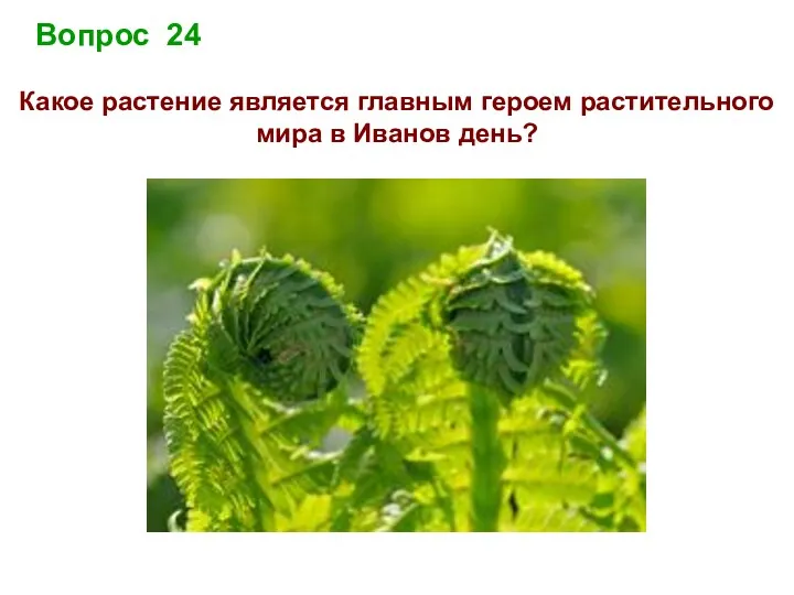 Вопрос 24 Какое растение является главным героем растительного мира в Иванов день?