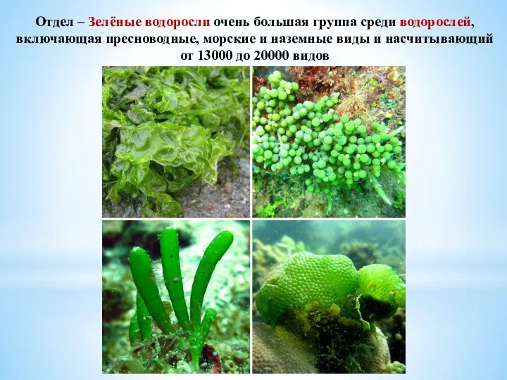 Отдел – Зелёные водоросли очень большая группа среди водорослей, включающая