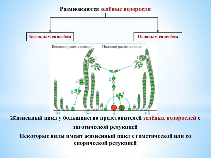 Размножаются зелёные водоросли Жизненный цикл у большинства представителей зелёных водорослей