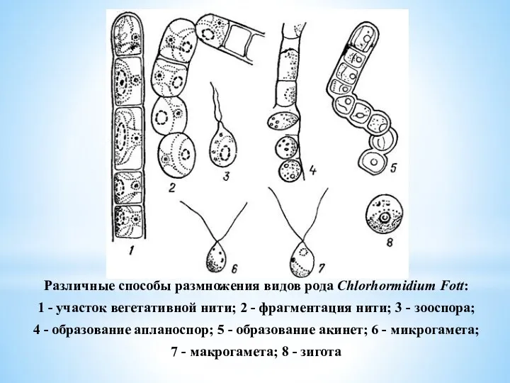 Различные способы размножения видов рода Chlorhormidium Fott: 1 - участок