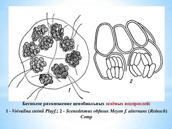 Бесполое размножение ценобиальных зелёных водорослей: 1 - Voivulina steinii Playf.;