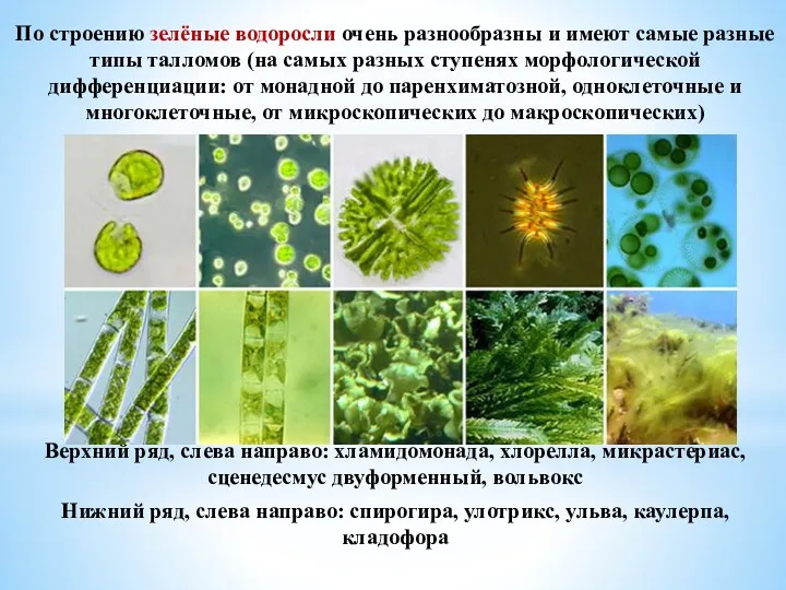 По строению зелёные водоросли очень разнообразны и имеют самые разные