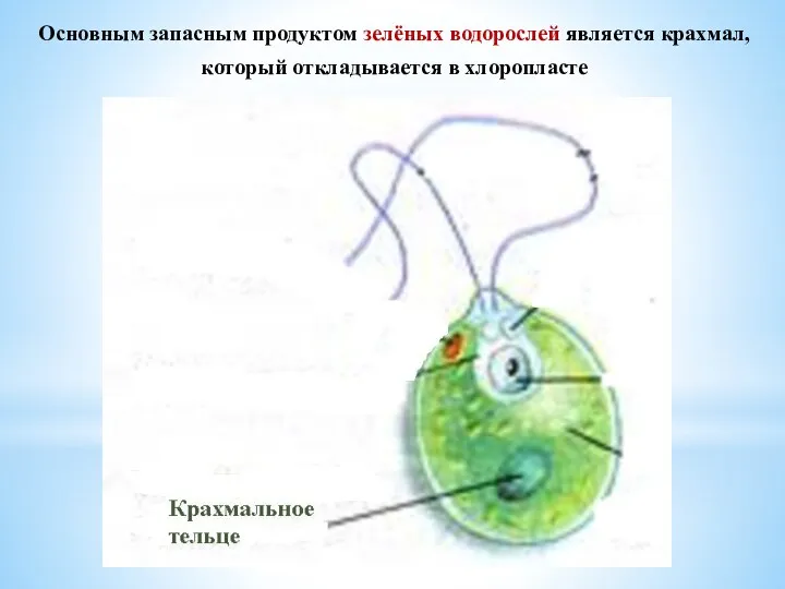 Основным запасным продуктом зелёных водорослей является крахмал, который откладывается в хлоропласте