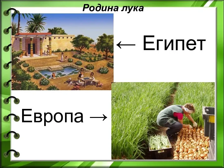 Родина лука ← Египет Европа →