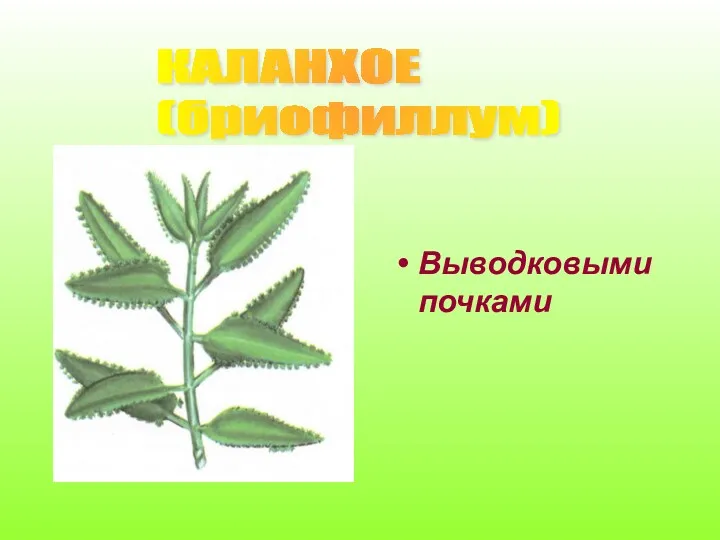 Выводковыми почками КАЛАНХОЕ (бриофиллум)