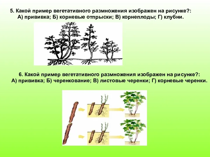 5. Какой пример вегетативного размножения изображен на рисунке?: А) прививка;