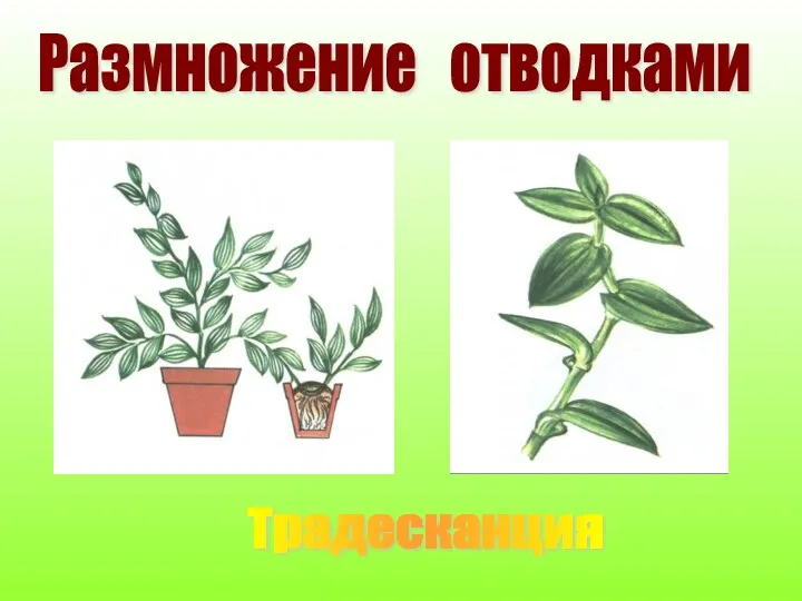 Размножение отводками Традесканция