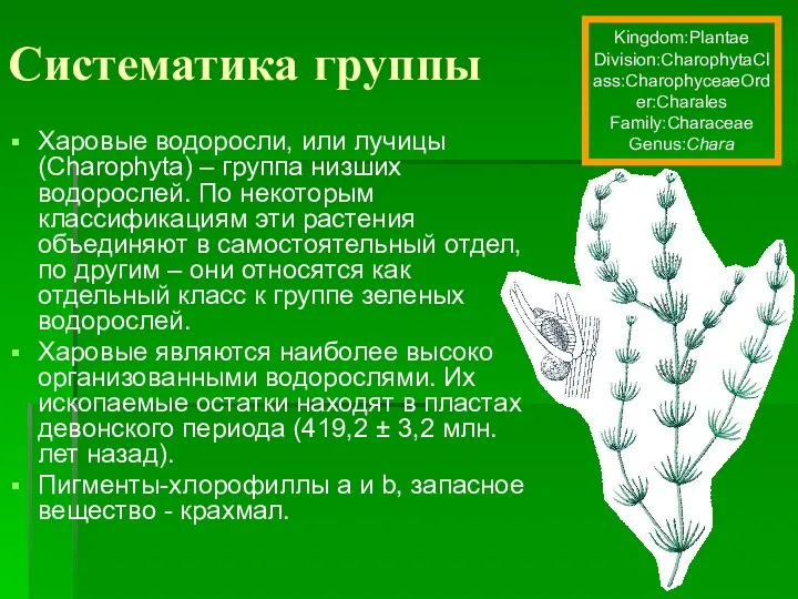 Систематика группы Харовые водоросли, или лучицы (Charophyta) – группа низших водорослей. По некоторым