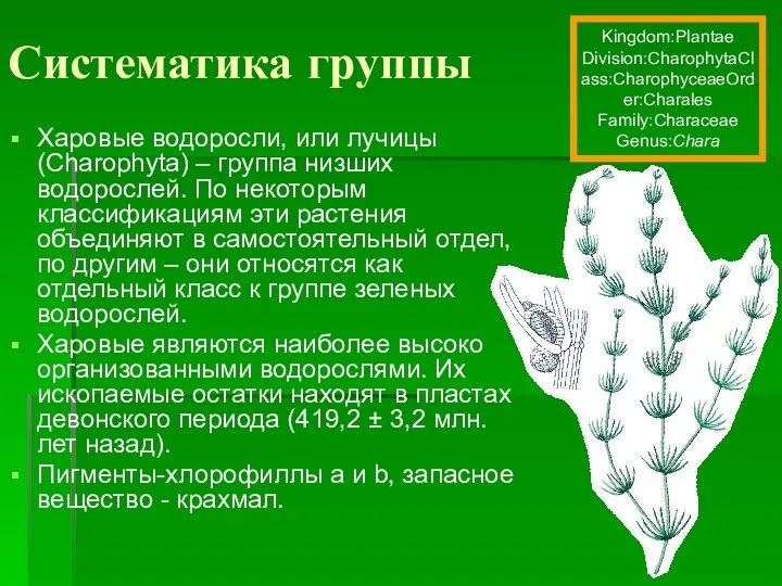 Систематика группы Харовые водоросли, или лучицы (Charophyta) – группа низших