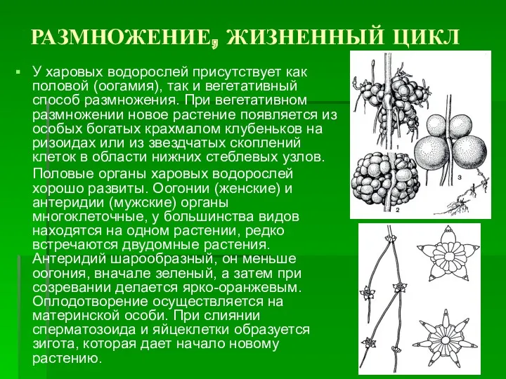 РАЗМНОЖЕНИЕ, ЖИЗНЕННЫЙ ЦИКЛ У харовых водорослей присутствует как половой (оогамия), так и вегетативный