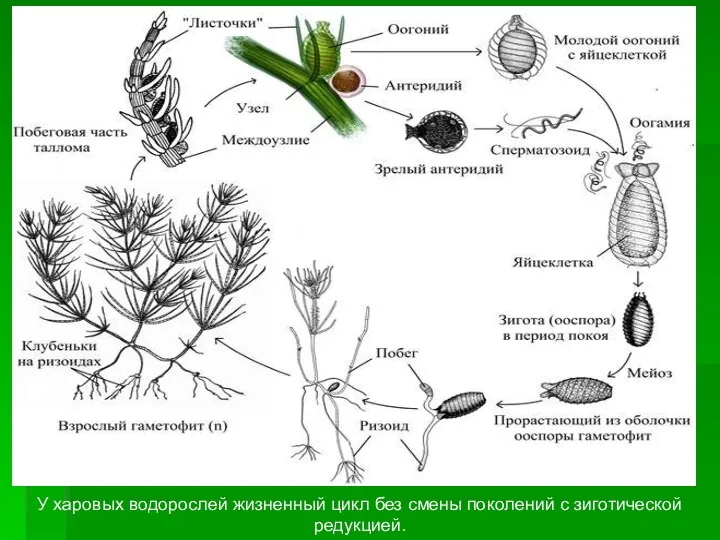 У харовых водорослей жизненный цикл без смены поколений с зиготической редукцией.