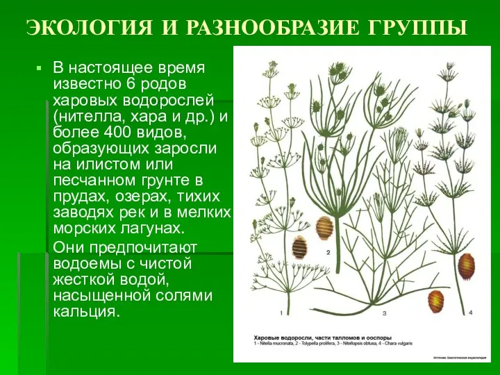 ЭКОЛОГИЯ И РАЗНООБРАЗИЕ ГРУППЫ В настоящее время известно 6 родов харовых водорослей (нителла,