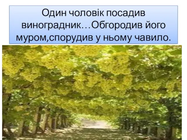 Один чоловік посадив виноградник…Обгородив його муром,спорудив у ньому чавило.