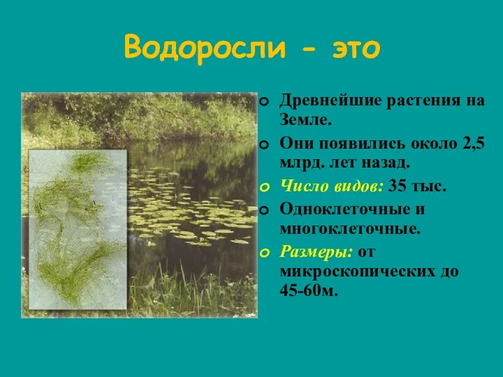 Водоросли - это Древнейшие растения на Земле. Они появились около