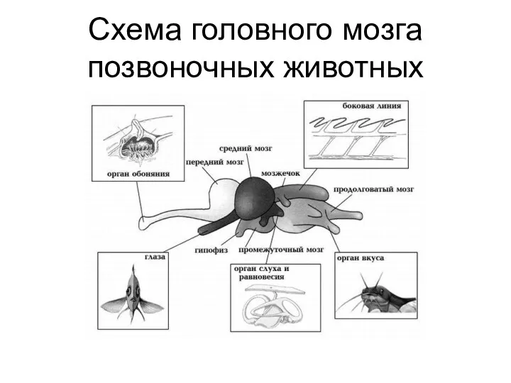 Схема головного мозга позвоночных животных