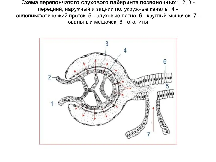 Схема перепончатого слухового лабиринта позвоночных1, 2, 3 - передний, наружный