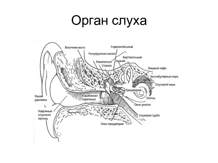 Орган слуха