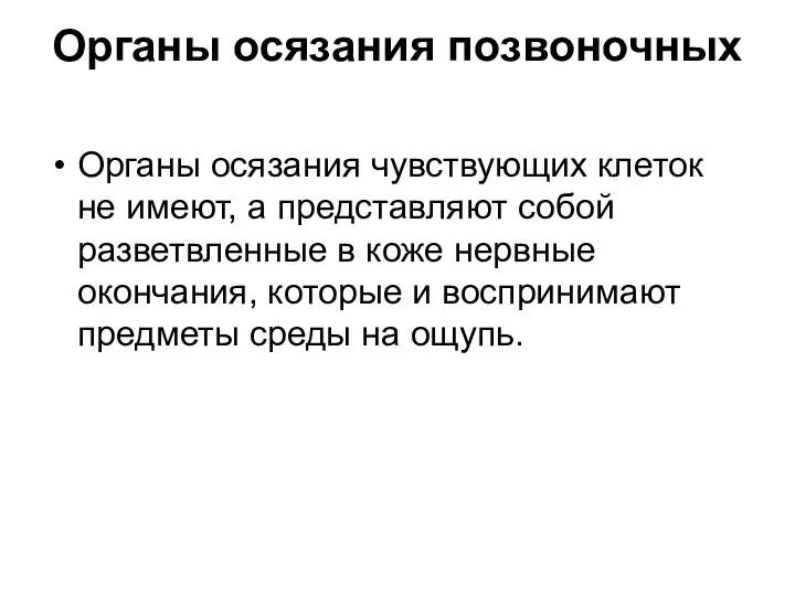 Органы осязания позвоночных Органы осязания чувствующих клеток не имеют, а