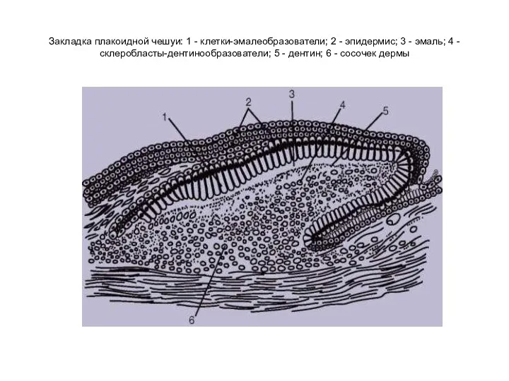Закладка плакоидной чешуи: 1 - клетки-эмалеобразователи; 2 - эпидермис; 3
