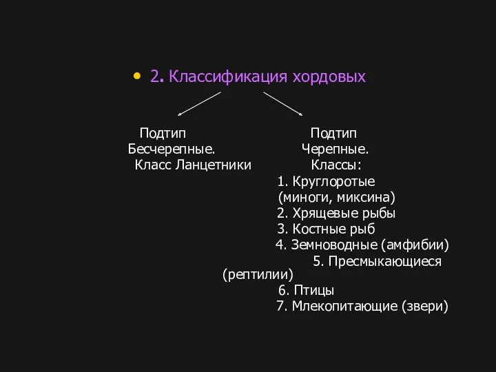 2. Классификация хордовых Подтип Подтип Бесчерепные. Черепные. Класс Ланцетники Классы: