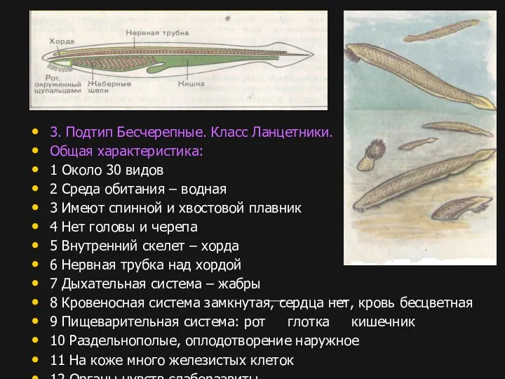 3. Подтип Бесчерепные. Класс Ланцетники. Общая характеристика: 1 Около 30