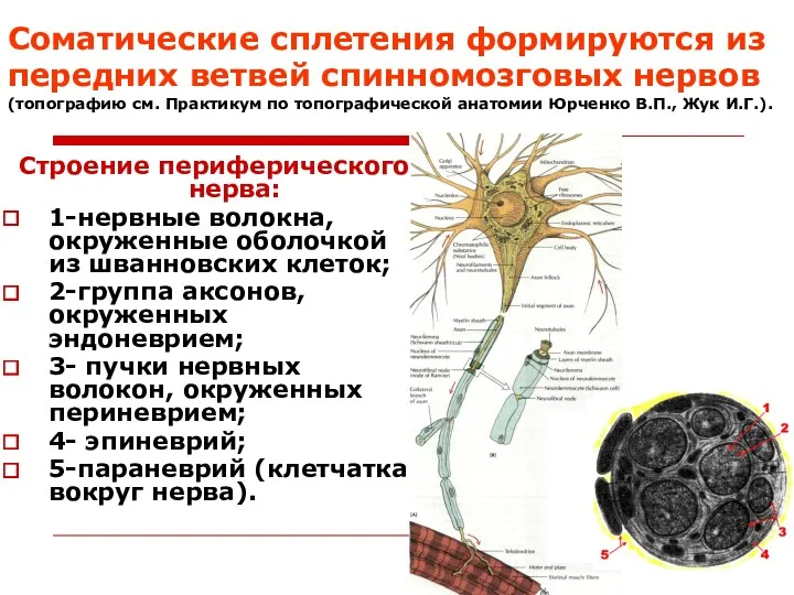 Соматические сплетения формируются из передних ветвей спинномозговых нервов (топографию см.