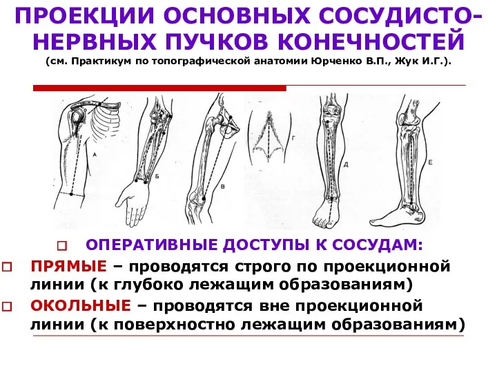 ПРОЕКЦИИ ОСНОВНЫХ СОСУДИСТО-НЕРВНЫХ ПУЧКОВ КОНЕЧНОСТЕЙ (см. Практикум по топографической анатомии