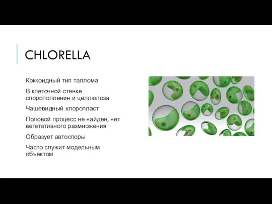 CHLORELLA Коккоидный тип таллома В клеточной стенке спорополленин и целлюлоза